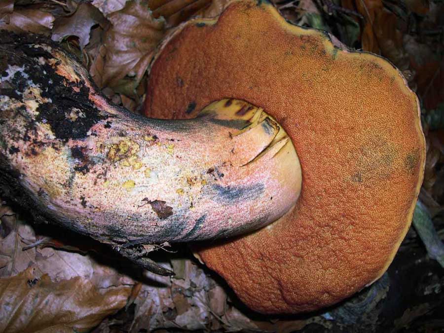 Boletus erythropus